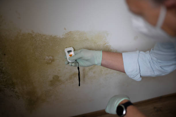 Best Black Mold Remediation in Wadley, GA