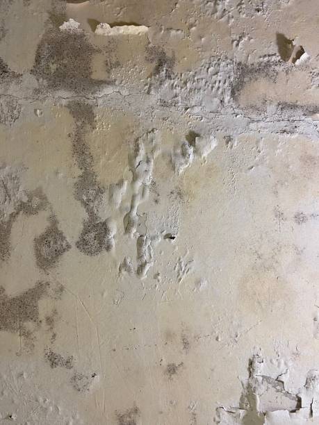 Best Insurance-Related Mold Remediation in Wadley, GA