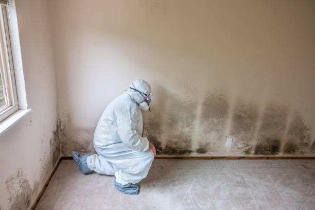 Best Kitchen Mold Remediation in Wadley, GA