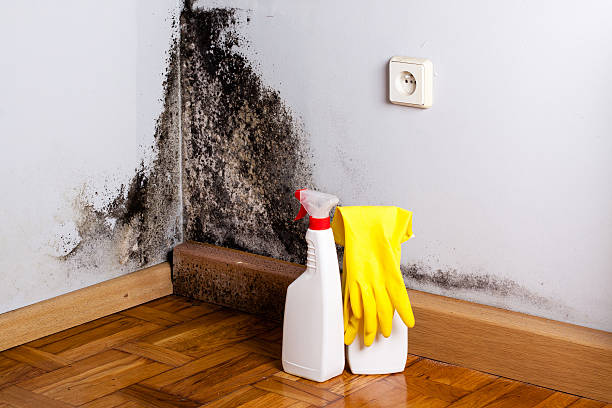 Best Residential Mold Remediation in Wadley, GA