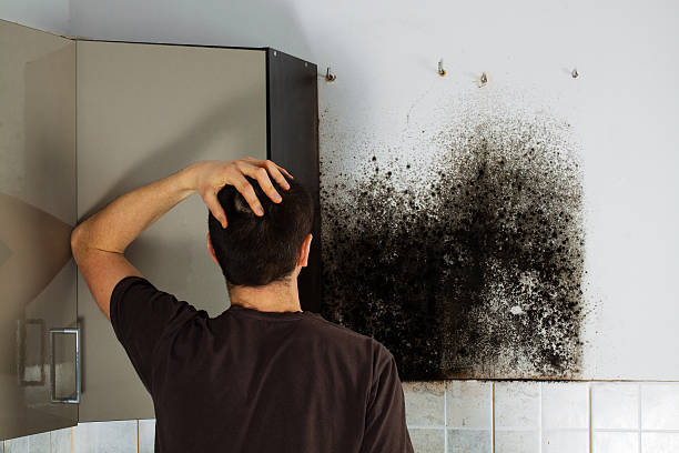 Trusted Wadley, GA Mold Remediation Experts