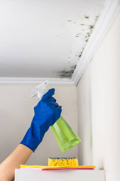 Best Basement Mold Remediation in Wadley, GA